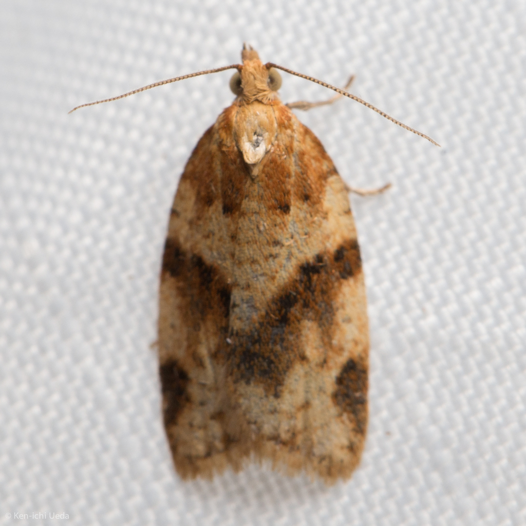 Clepsis fucana, California species