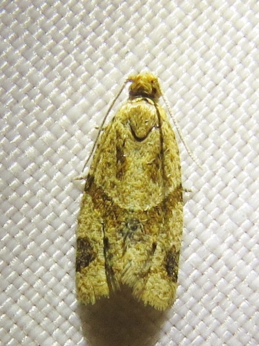 Clepsis peritana (Garden Tortrix), California species