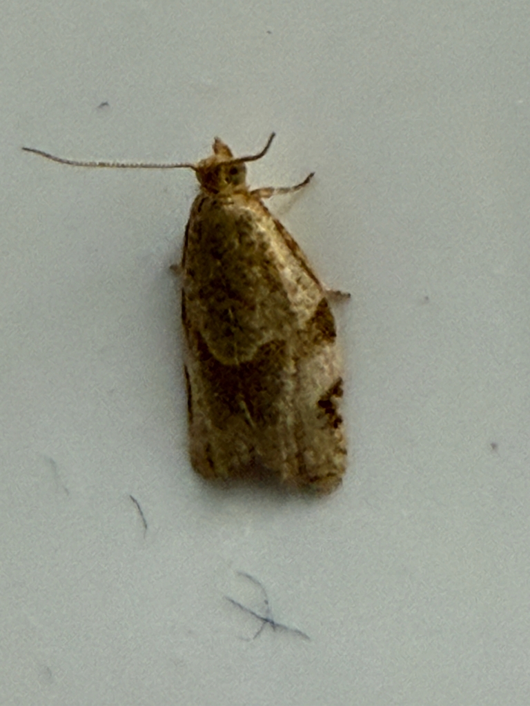 Clepsis virescana (Blackberry Leafroller), California species