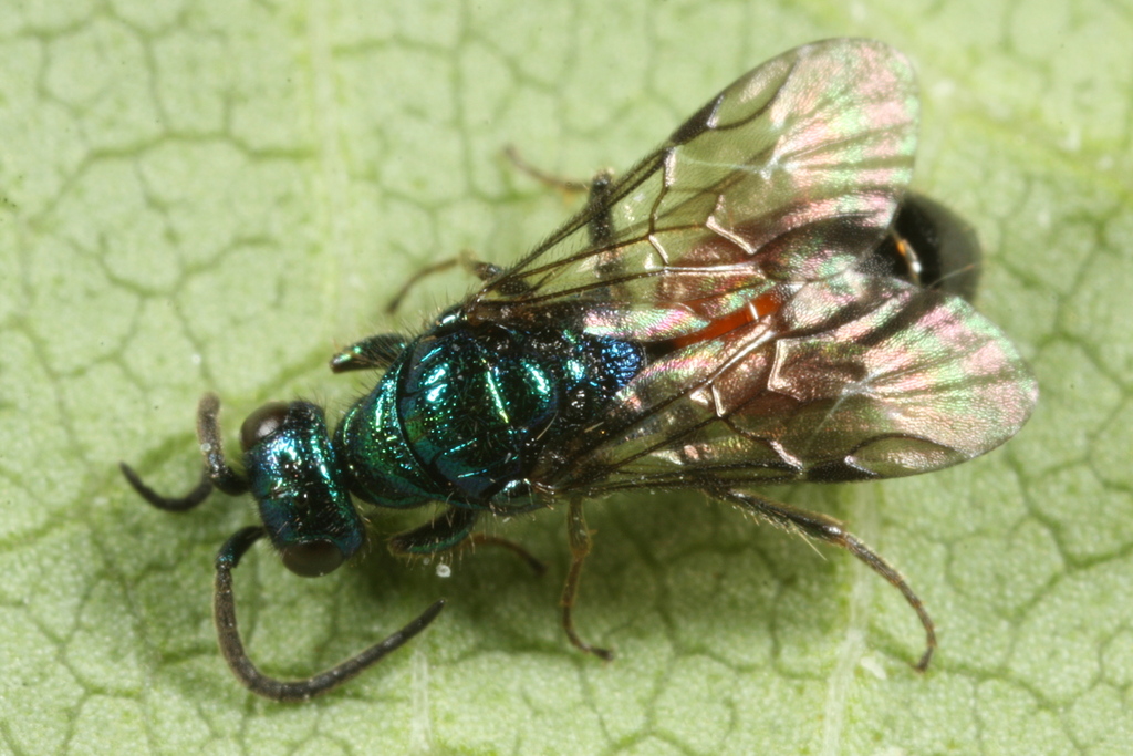 Cleptes humboldti (Humboldt Cuckoo Wasp), California species