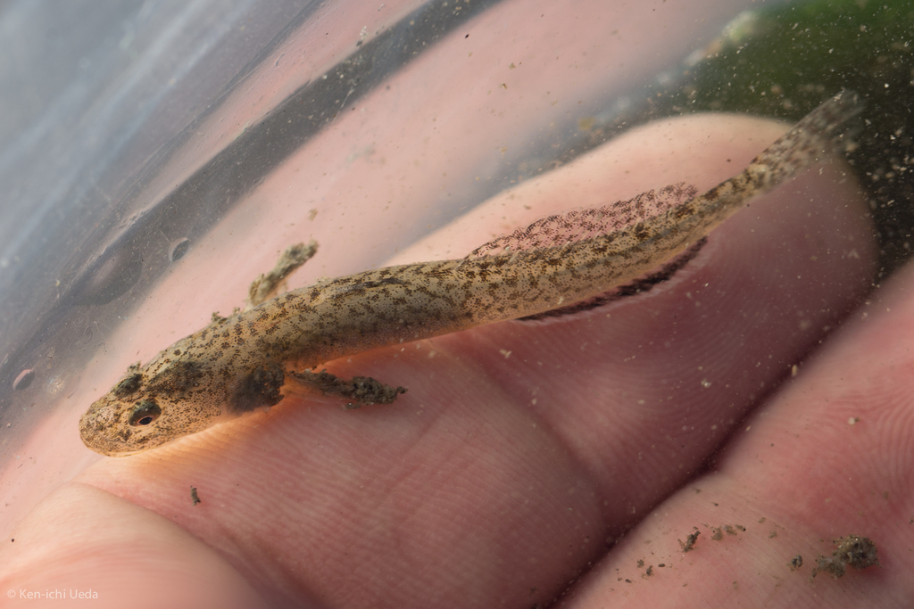 Clevelandia ios (Arrow goby), California species
