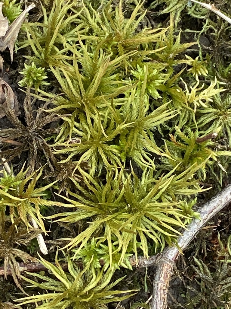 Climacium dendroides (tree climacium moss), California species
