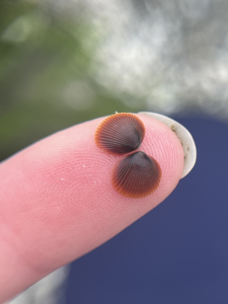 Clinocardium nuttallii (Nuttall's Cockle), California species