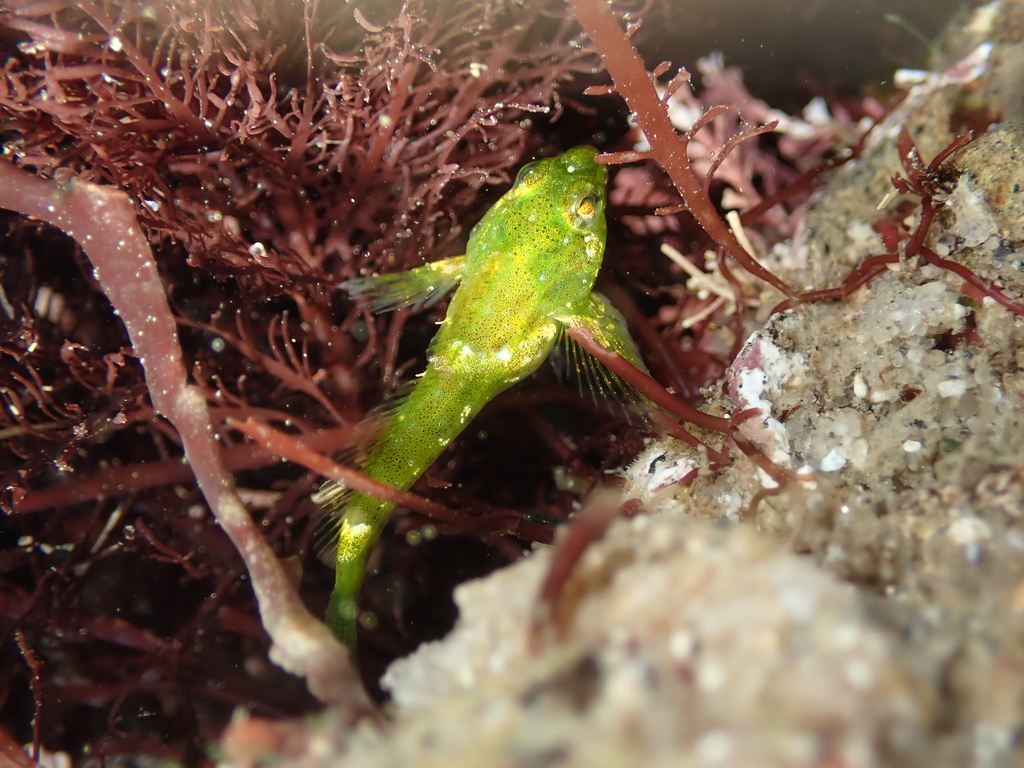 Clinocottus analis (Woolly Sculpin), California species