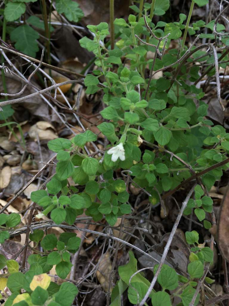 Clinopodium chandleri (San miguel savory), native California shrub