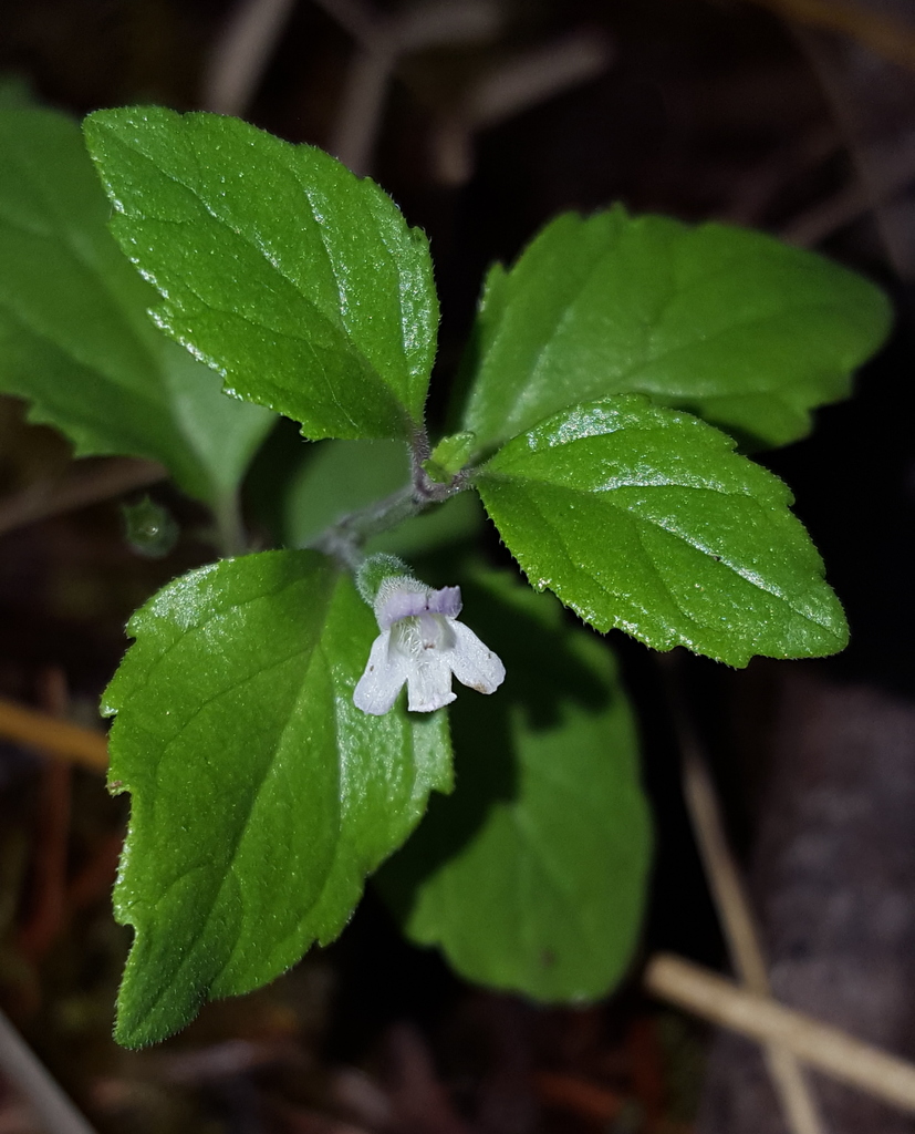 Clinopodium douglasii (Yerba buena), native California subshrub