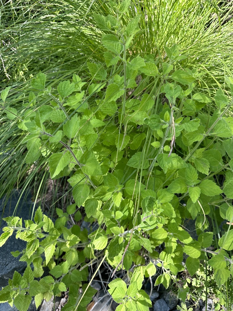 Clinopodium mimuloides (Monkey-flower savory), native California subshrub