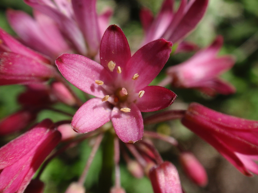 Clintonia andrewsiana (Andrew's clintonia), native California herb