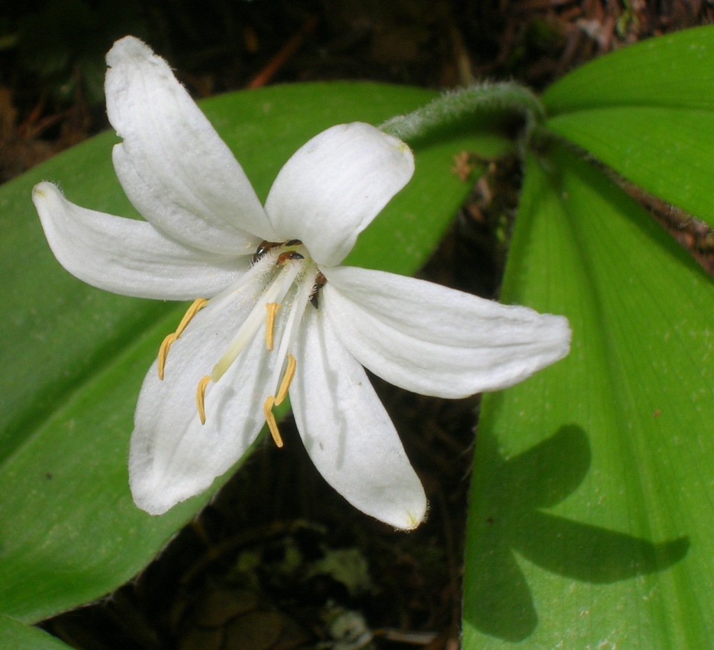 Clintonia uniflora (Bride's bonnet), native California herb