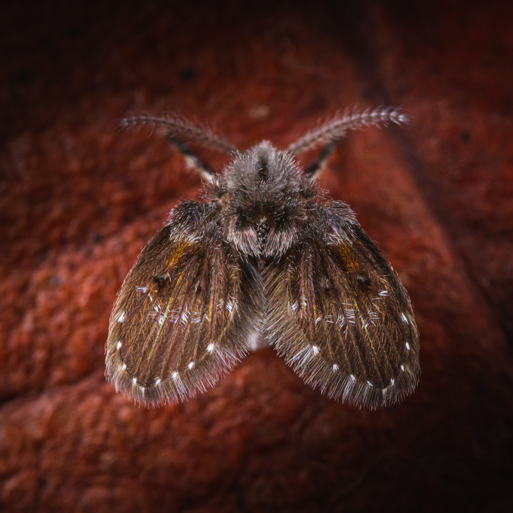 Clogmia albipunctata (Bathroom Moth Fly), California species