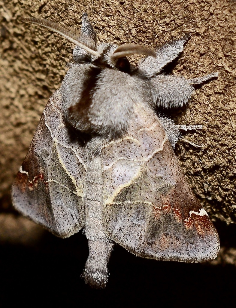 Clostera apicalis, California species