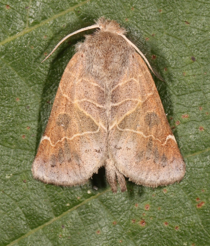 Clostera inornata, California species