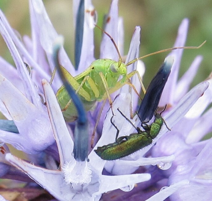 Closterotomus norwegicus (Potato Mirid), California species