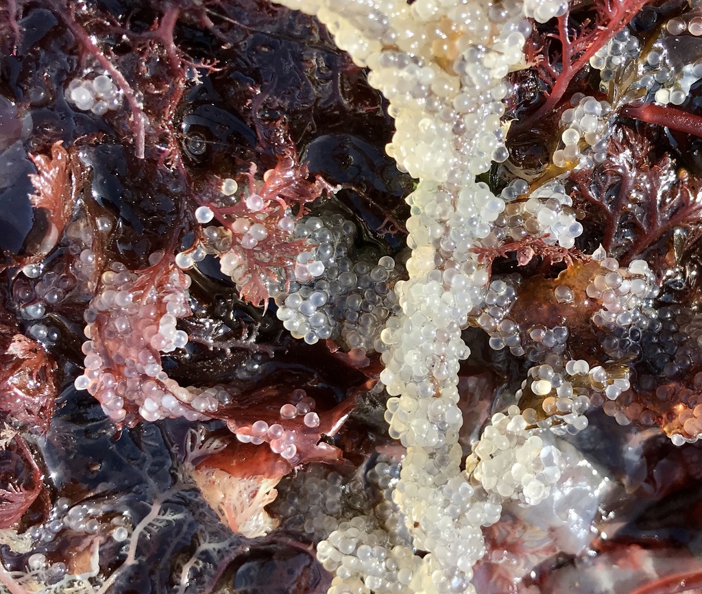 Clupea pallasi (Pacific herring), California species