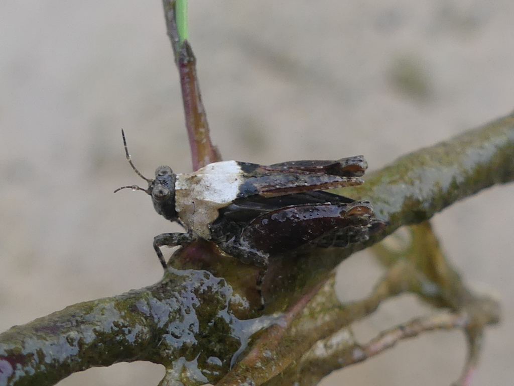 Clypeotettix mexicanus (Mexican Pygmy Grasshopper), California species