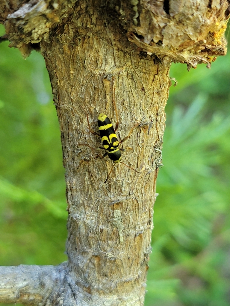 Clytus planifrons, California species