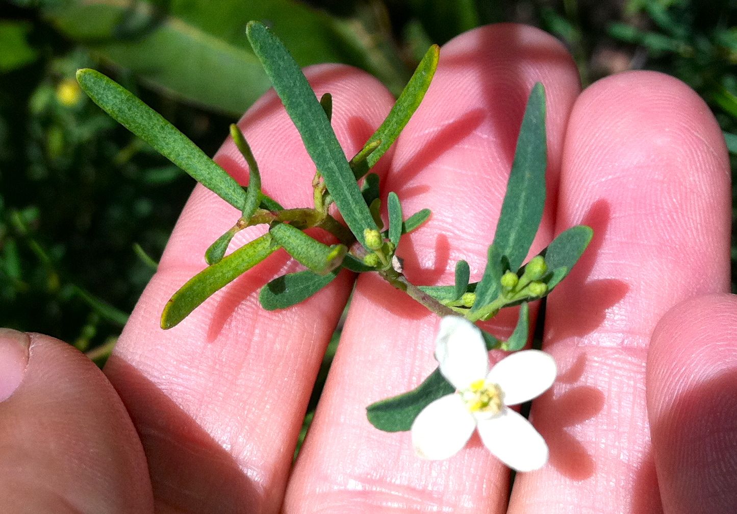 Cneoridium dumosum (Bushrue), native California shrub