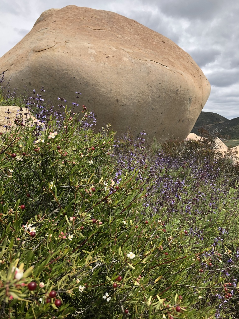 Cneoridium sp., native California perennial