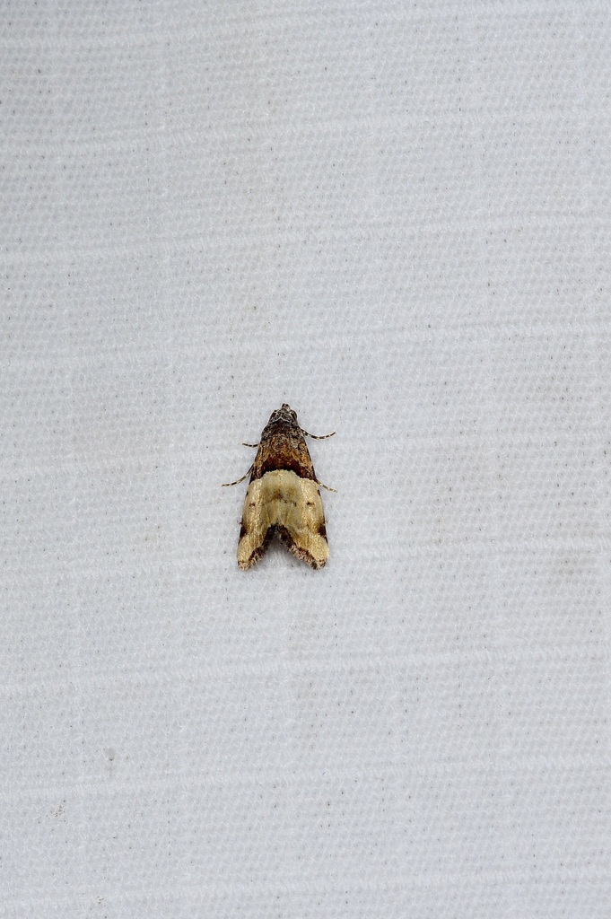 Cobubatha dividua, California species