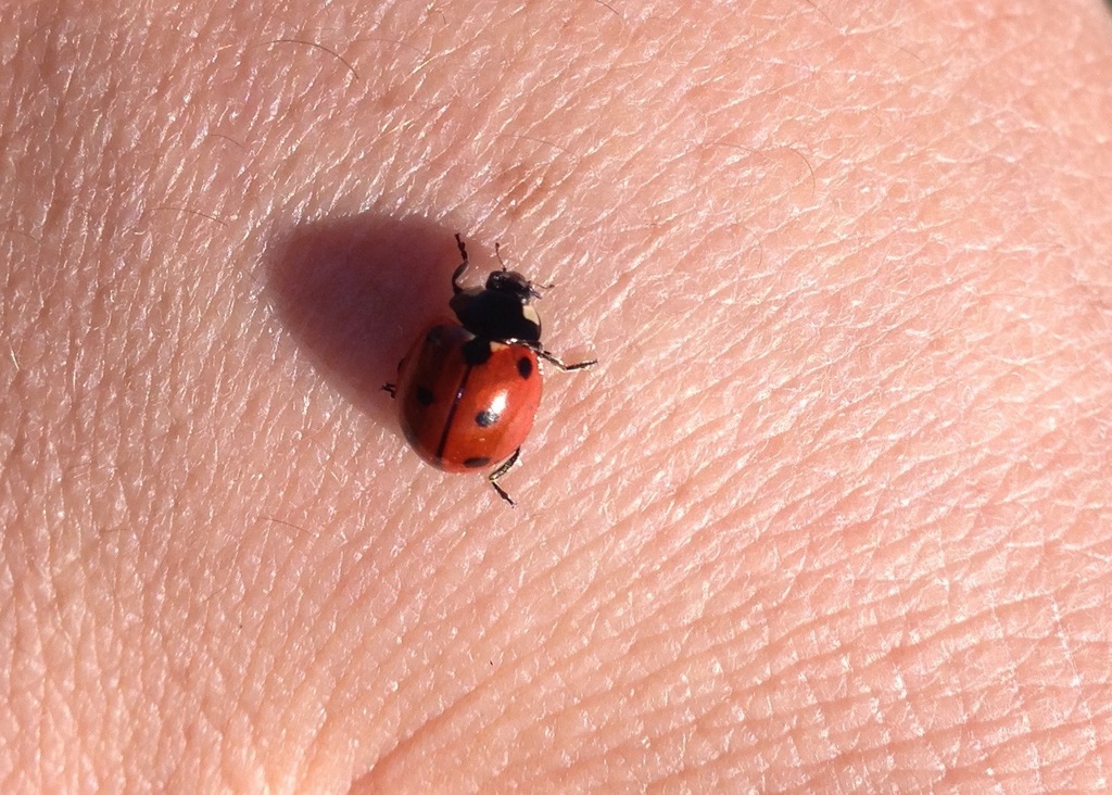 Coccinella californica (California Lady Beetle), California species