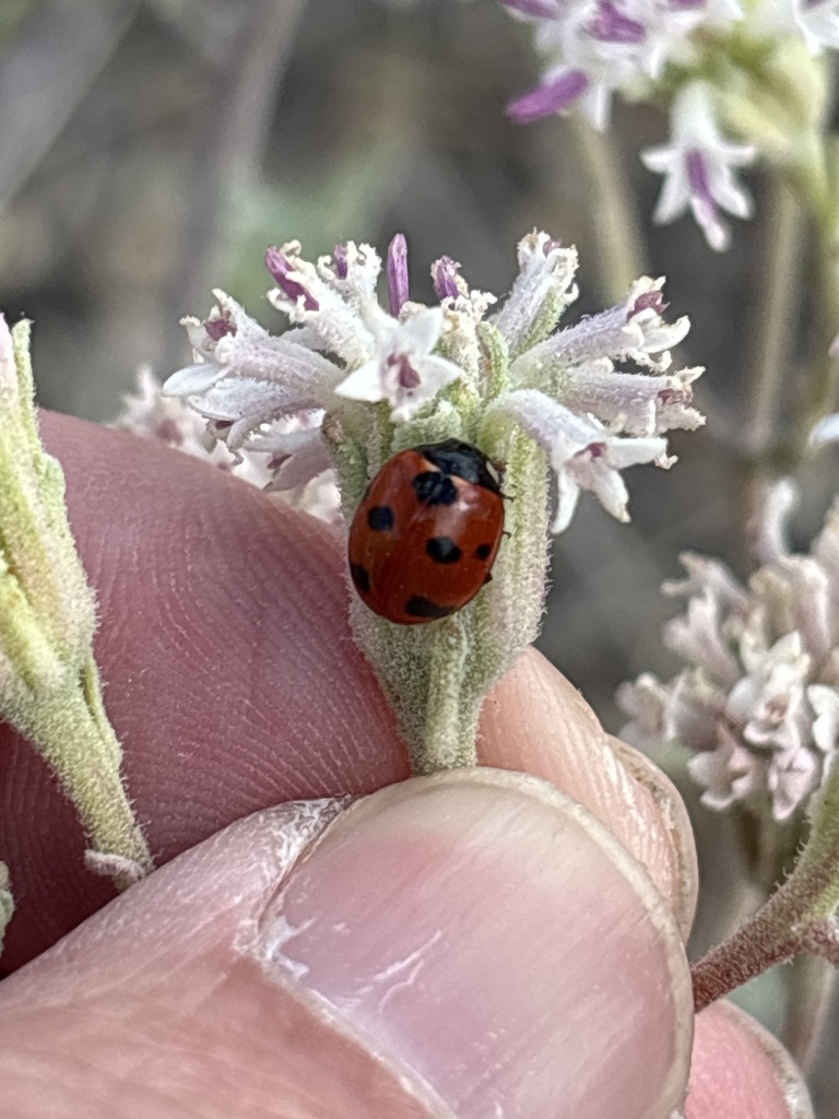 Coccinella difficilis (Satellite Lady Beetle), California species