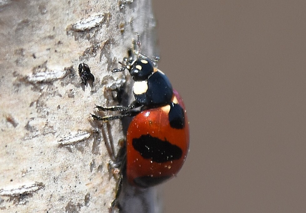 Coccinella monticola (Mountain Lady Beetle), California species