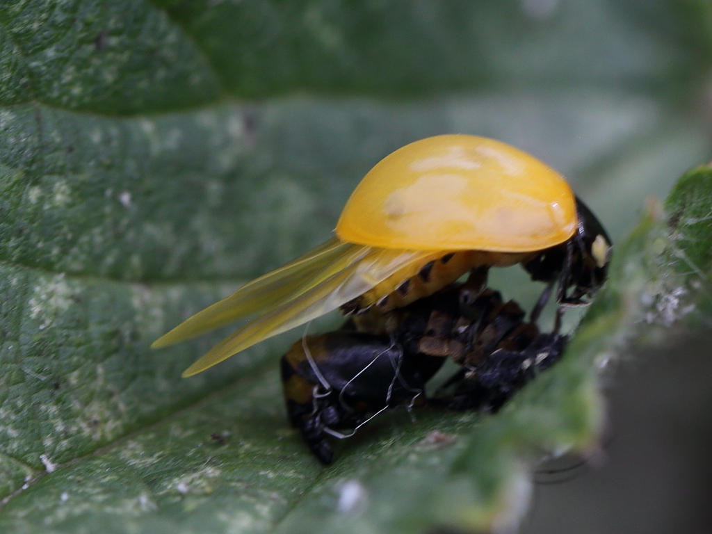 Coccinella septempunctata (Seven-spotted Lady Beetle), California species