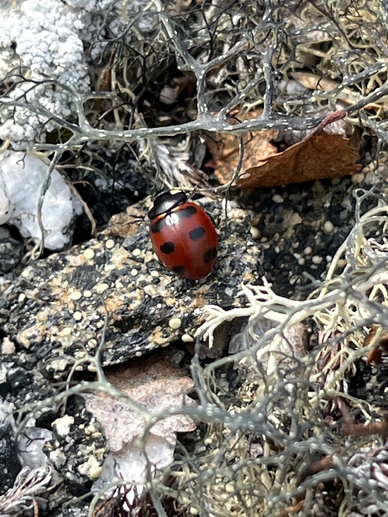 Coccinella transversoguttata (Transverse Lady Beetle), California species