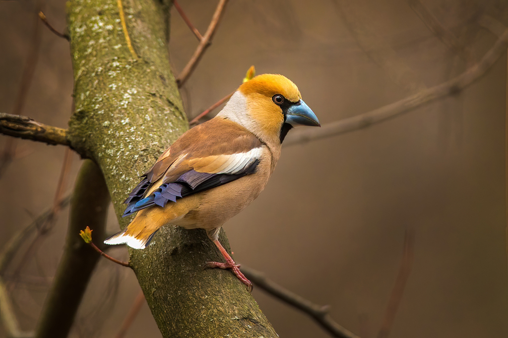 Coccothraustes vespertinus (Evening Grosbeak), California species