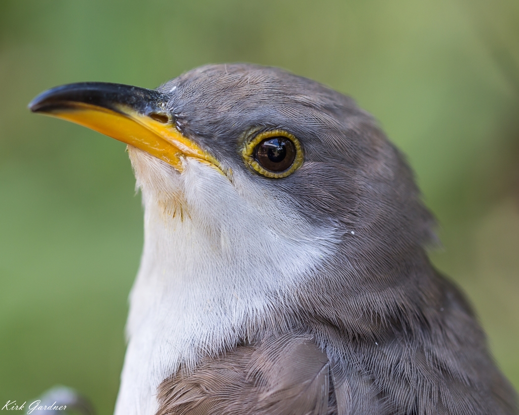 Coccyzus americanus (Yellow-billed Cuckoo), California species