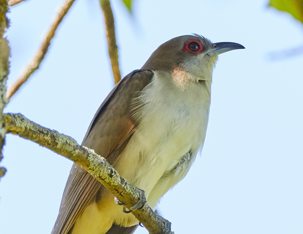 Coccyzus erythropthalmus (Black-billed Cuckoo), California species
