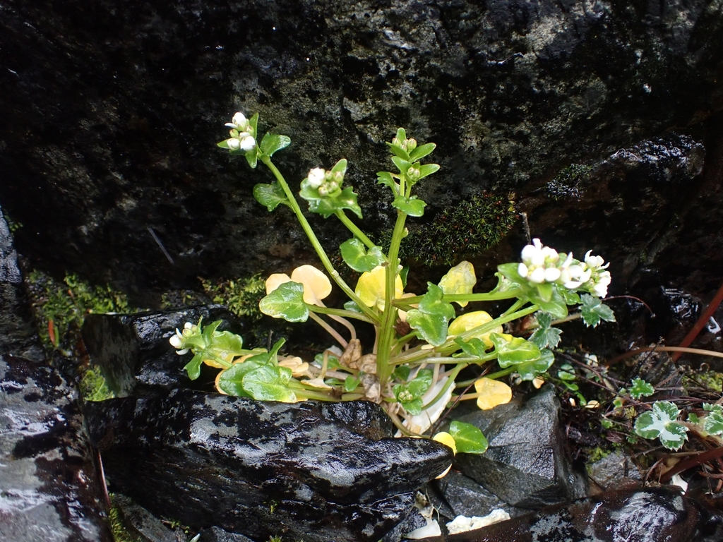 Cochlearia groenlandica (Greenland cochlearia), native California herb