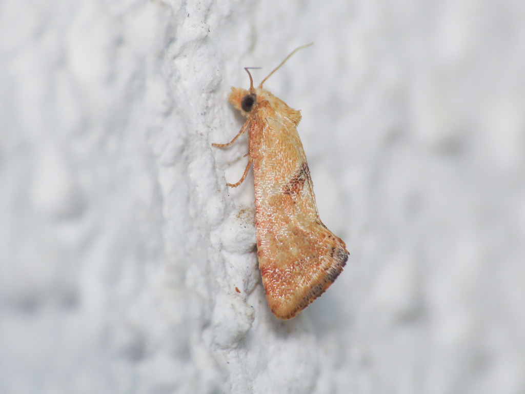 Cochylis parallelana, California species