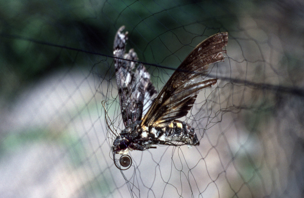 Cocytius antaeus (Giant sphinx), California species