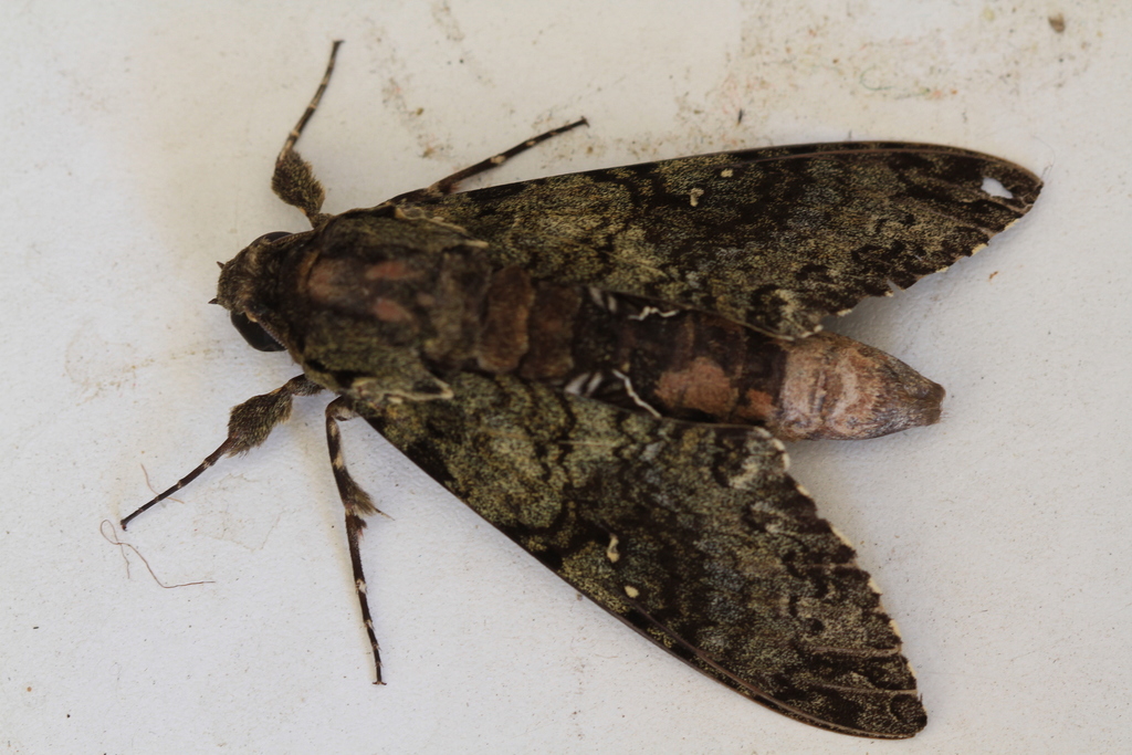 Cocytius duponchel (Duponchel's sphinx), California species