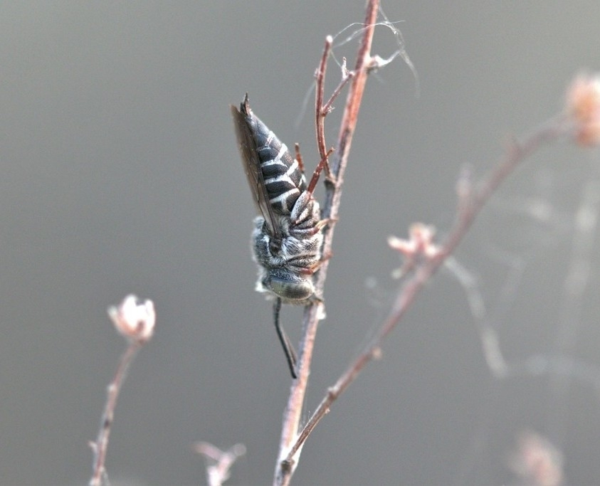 Coelioxys rufitarsis (Red-footed Cuckoo Leafcutter), California species