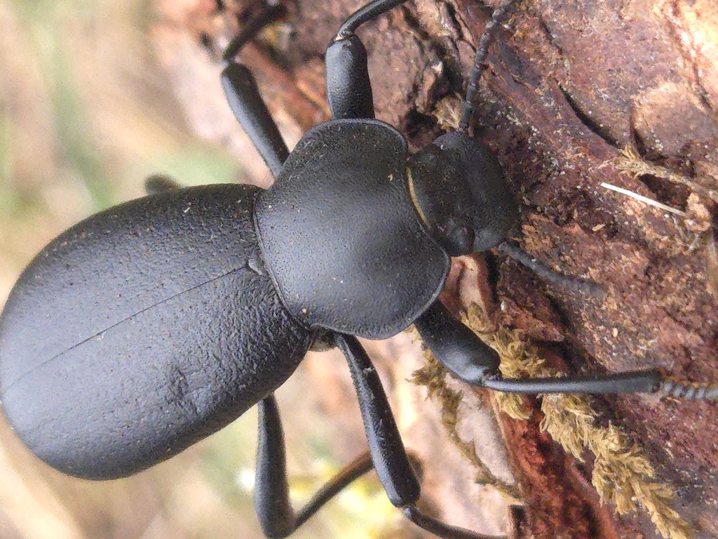 Coelocnemis dilaticollis (California Broad-necked Darkling Beetle), California species