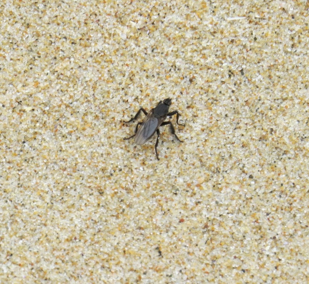 Coelopa vanduzeei, California species