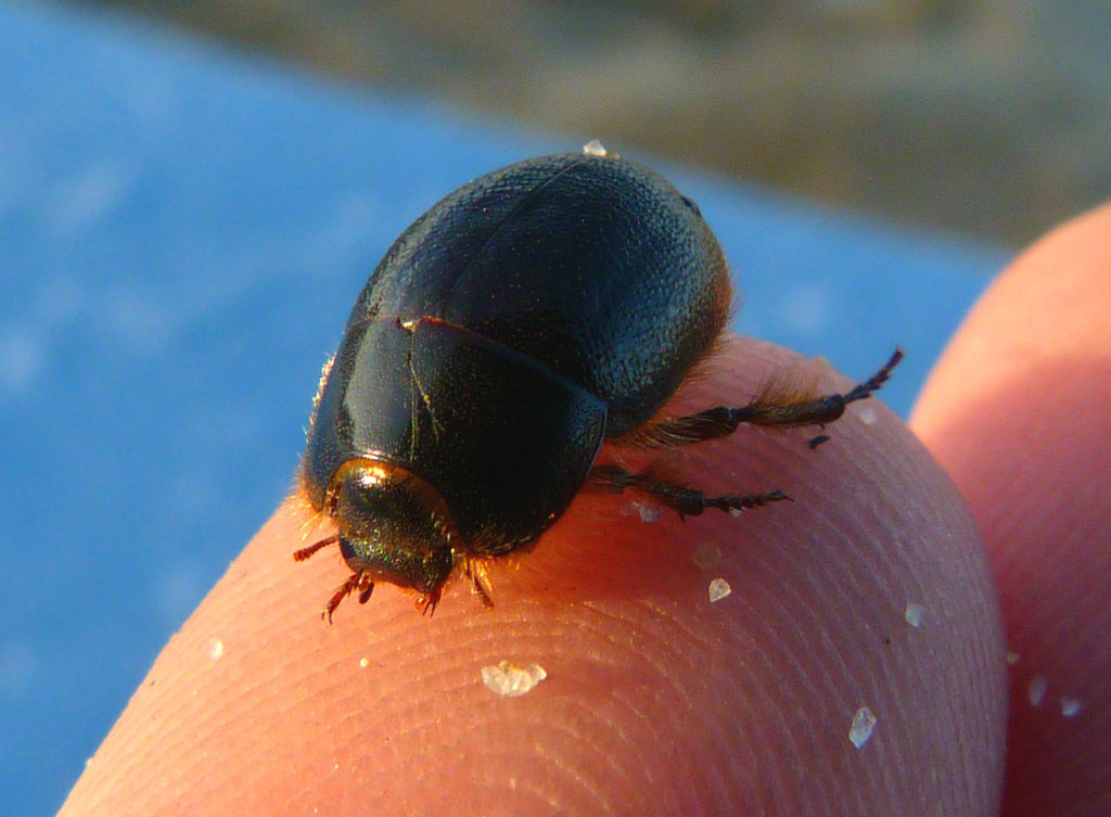 Coelus globosus (Globose Dune Beetle), California species