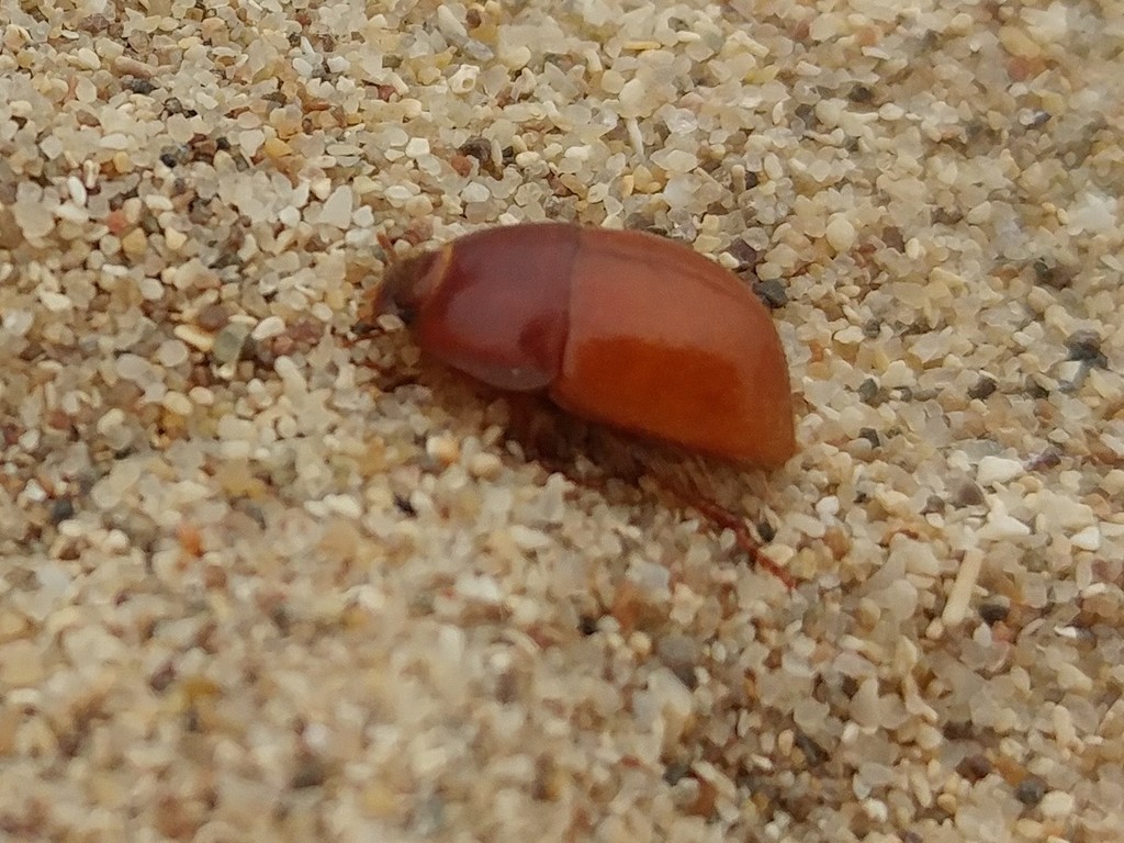 Coelus gracilis (San Joaquin Dune Beetle), California species