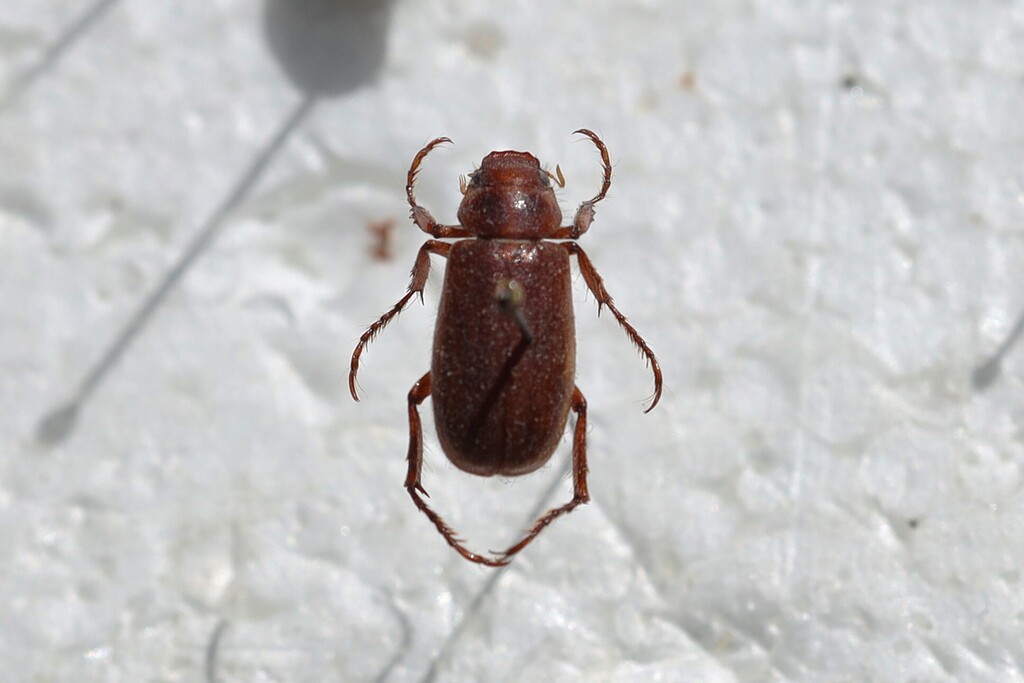 Coenonycha clementina (San Clemente Island Coenonycha Beetle), California species
