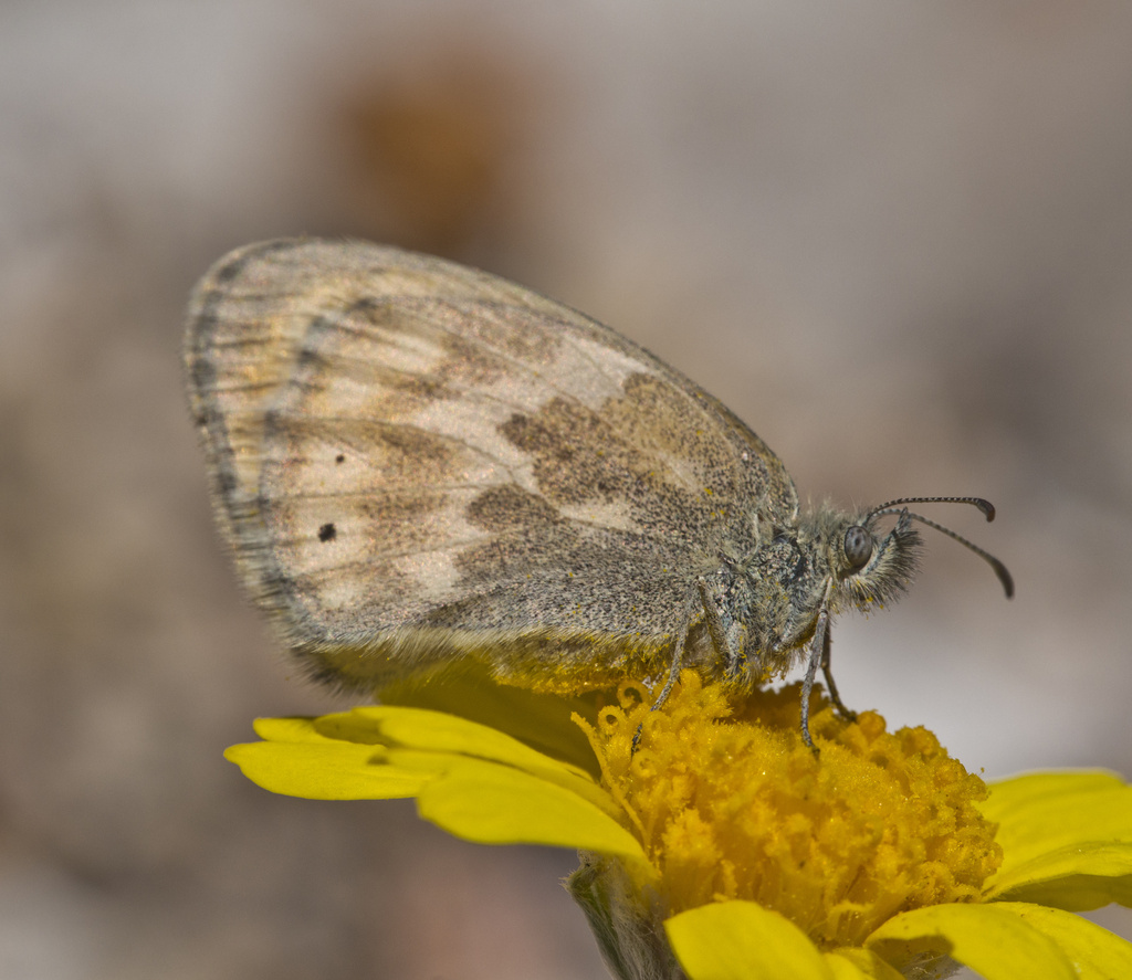 Coenonympha california, California species