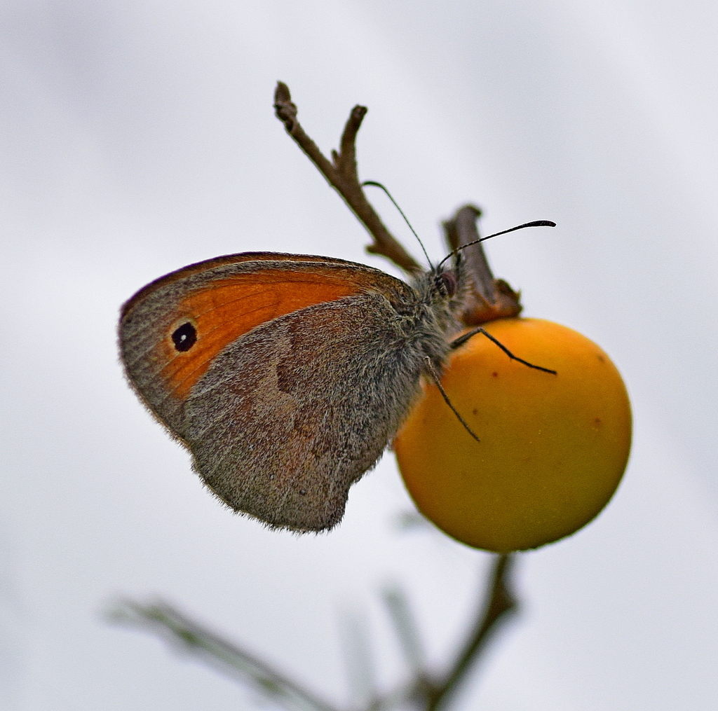 Coenonympha tullia yontockett (Yontocket Satyr), California species