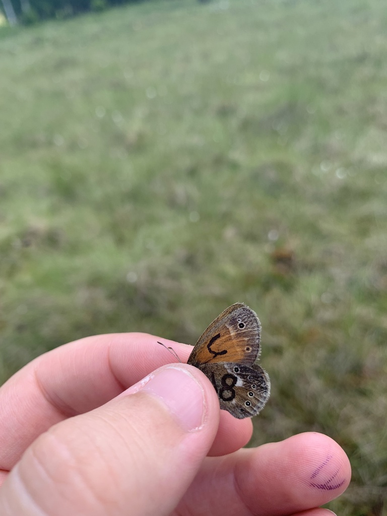 Coenonympha tullia (Common Ringlet), California species
