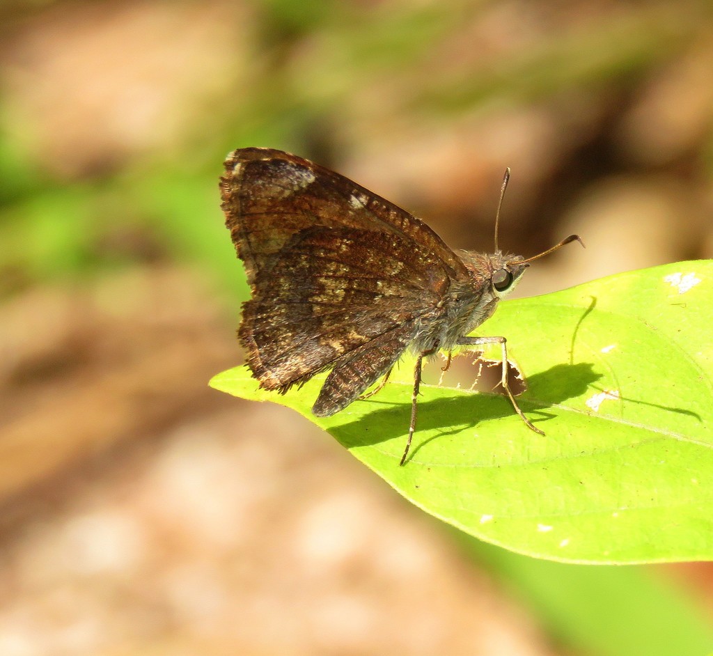 Cogia calchas (Mimosa Skipper), California species