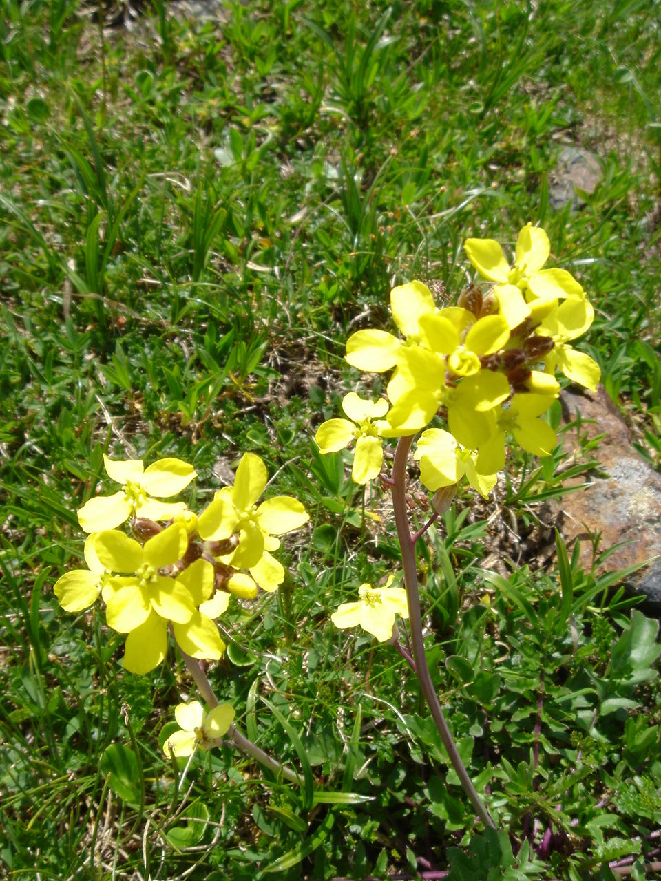 Coincya monensis subsp. recurvata (Star mustard), non-native California herb