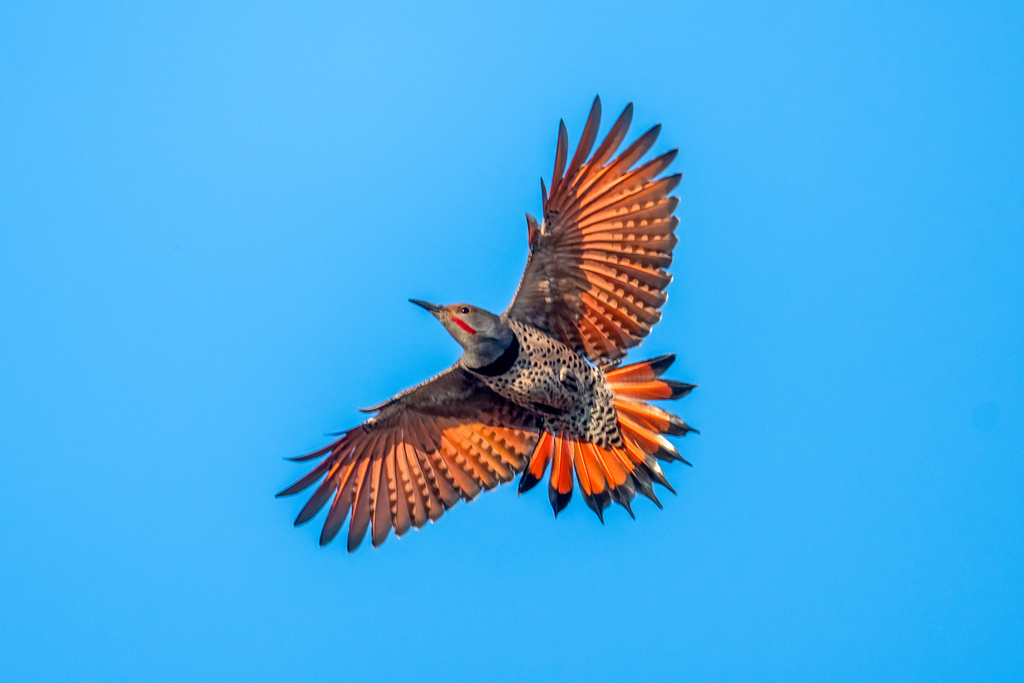 Colaptes auratus (Northern Flicker), California species