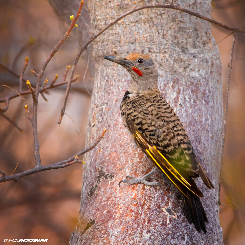 Colaptes chrysoides (Gilded flicker), California species