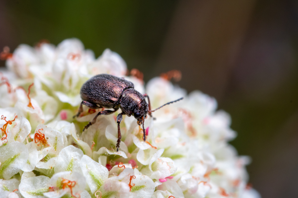 Colaspidea smaragdula, California species