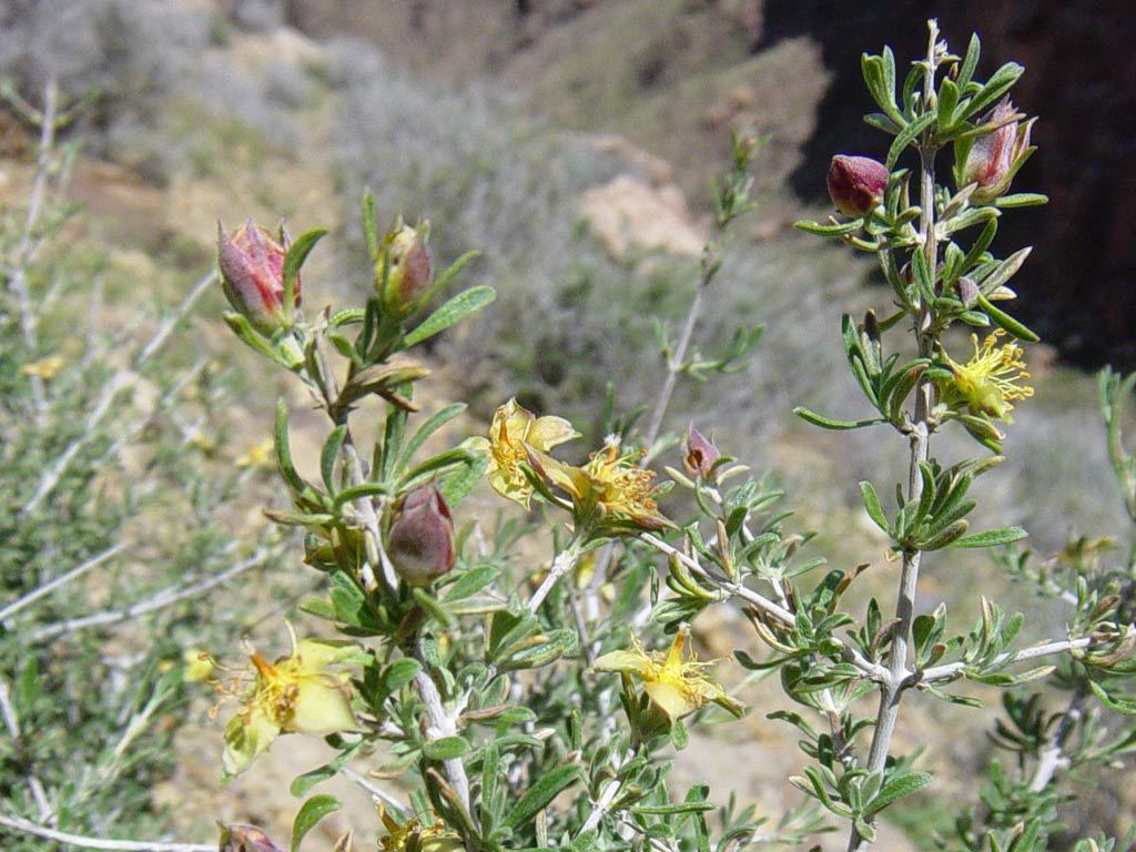 Coleogyne ramosissima (Black brush), native California shrub